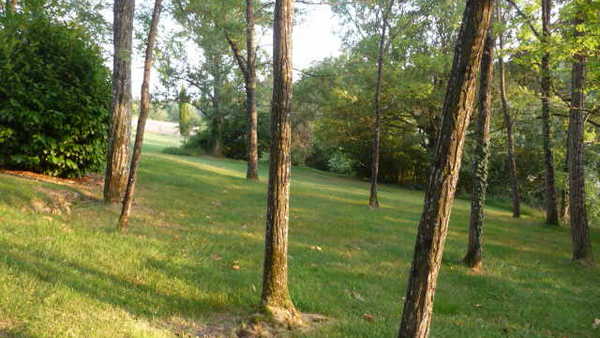 La Bastida : Robiniers / Black locusts