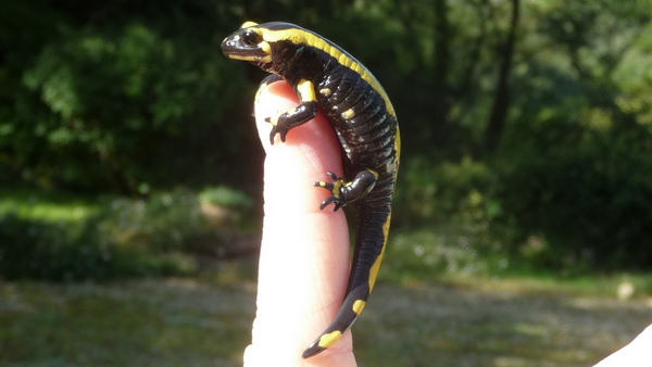 Salamandre / Salamander
