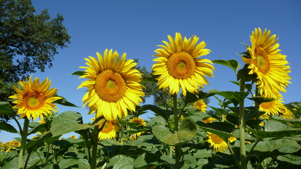 Tournesols / Sunflowers